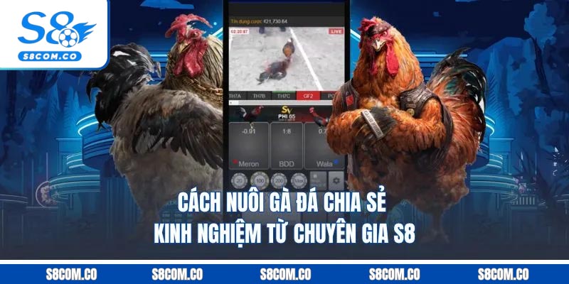 Cách Nuôi Gà Đá - Chia Sẻ Kinh Nghiệm Từ Chuyên Gia S8 Cách Nuôi Gà Đá - Chia Sẻ Kinh Nghiệm Từ Chuyên Gia S8